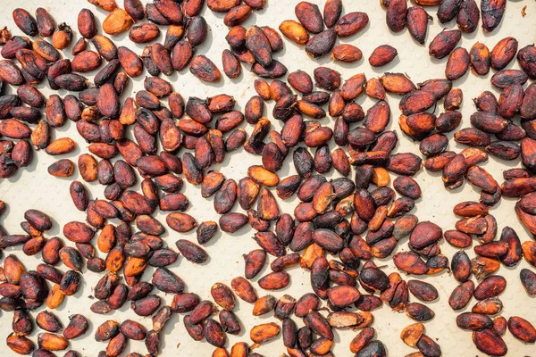 Råa kakaobönor torkning på en kakao plantage — Stockfoto