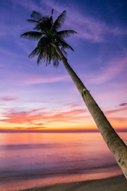 Palmiye ağaçları ve gün batımı gökyüzü arka plan