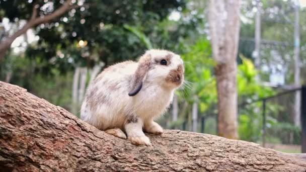 Lindo conejo sentado en una rama de árbol — Vídeos de Stock