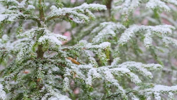 Linda paisagem de inverno com neve caindo no ramo de abeto — Vídeo de Stock