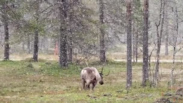 Rennes dans la neige tombante à l'automne en Laponie, Finlande du Nord — Video
