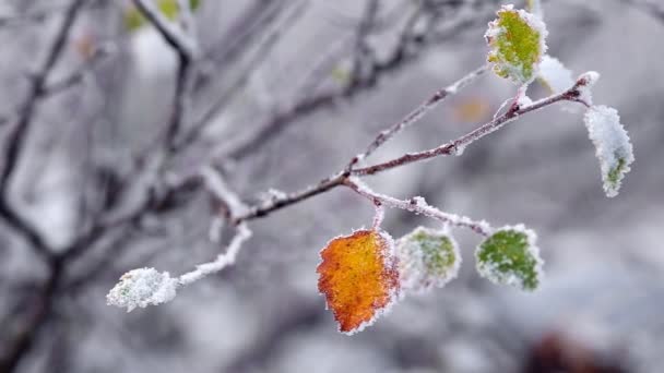 Hoja amarilla otoñal sobre una rama cubierta de escarcha a finales del otoño — Vídeos de Stock