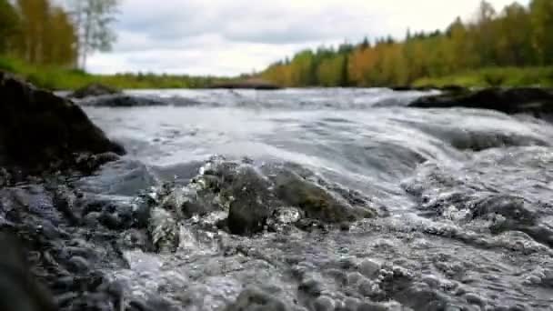 Horská řeka voda tekoucí zblízka s podzimním lesem na pozadí — Stock video