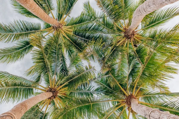 Looking up at the coconut palm trees — Stock Photo, Image