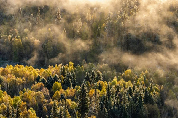 Bela paisagem matinal da floresta de outono — Fotografia de Stock