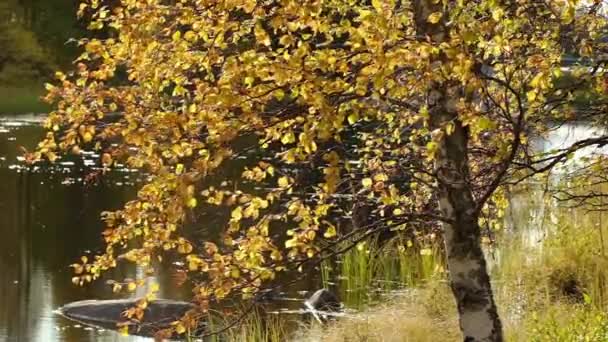 Прекрасні осінні берези з підсвічуванням на узбережжі озера — стокове відео