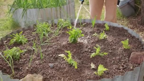 Zavlažování zeleně salátové rostoucí v organické zeleninové zahradě — Stock video