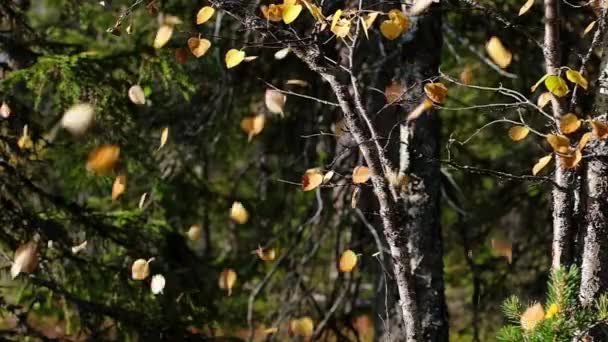 Желтые осенние листья падают в замедленной съемке — стоковое видео