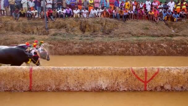 Hindistan, Karnataka eyaletindeki çeltik tarlalarında bufalo yarışı sporu. — Stok video