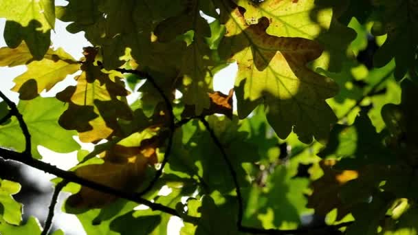 Panning across an dub tree with autumn leaves and sun light in slow motion — Stock video