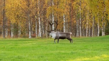 Kuzey Finlandiya, Laponya 'da sonbaharda yeşil alanda otlayan ren geyikleri