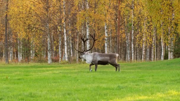 芬兰北部拉普兰的驯鹿秋天在绿地上吃草 — 图库视频影像