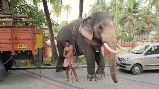 Temple elefant parkerad på gatan i Fort Kochi, Indien — Stockvideo