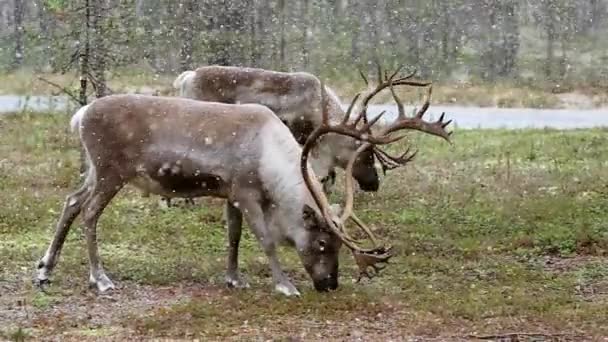 Due renne maschi nella foresta della tundra durante le nevicate in Lapponia, Finlandia — Video Stock