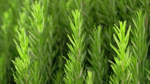 Green perennial rosemary herb close up — Stock Video