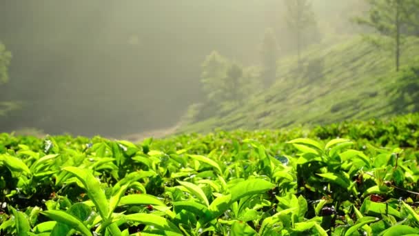 Jeunes feuilles de thé vert sur la brousse de thé gros plan — Video