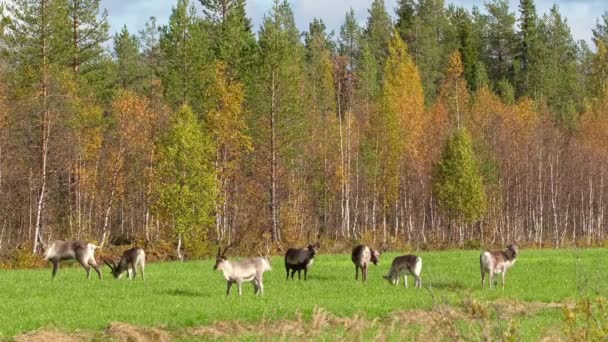 Troupeau de cerfs broutant sur le terrain pendant la saison des ornières en Laponie, au nord de la Finlande — Video