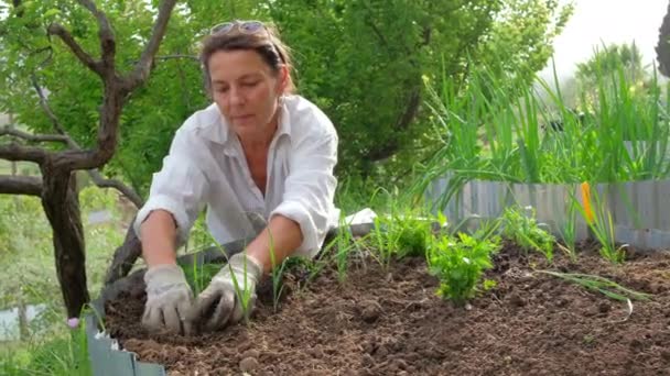 Belle femme plantant des légumes à salade dans des lits de jardin surélevés — Video