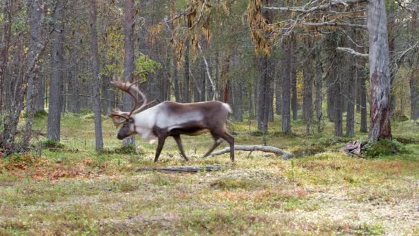 Due renne selvatiche maschili nella foresta della tundra in autunno in Lapponia, Finlandia settentrionale — Video Stock