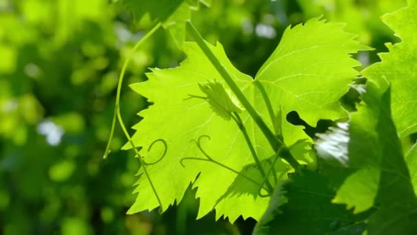 Folhas de uva verde fresca à luz do sol fechar — Vídeo de Stock