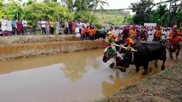 印度卡纳塔克邦稻田里的坎巴拉水牛赛跑运动 — 图库视频影像