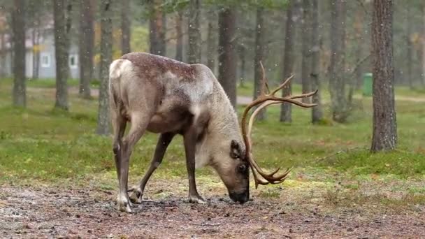 Finlandiya, Laponya 'da kar yağışı sırasında tundra ormanında erkek ren geyiği — Stok video