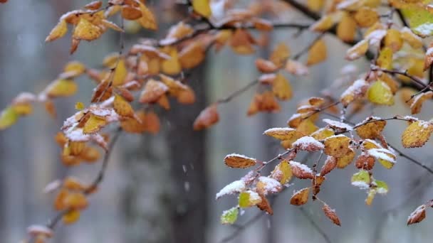 Neve che cade a colorate foglie autunnali al rallentatore — Video Stock