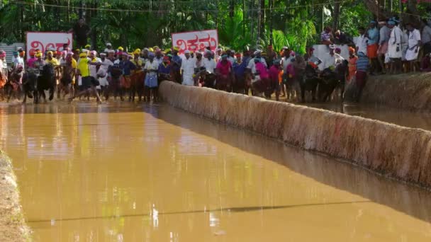 Kambala bizony wyścig sport na polach ryżowych w stanie Karnataka, Indie — Wideo stockowe