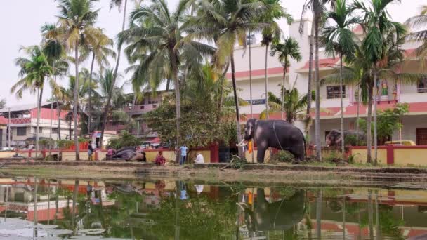 Niezidentyfikowani Indianie myjący słonie świątynne w Cochin, Kerala, Indie — Wideo stockowe