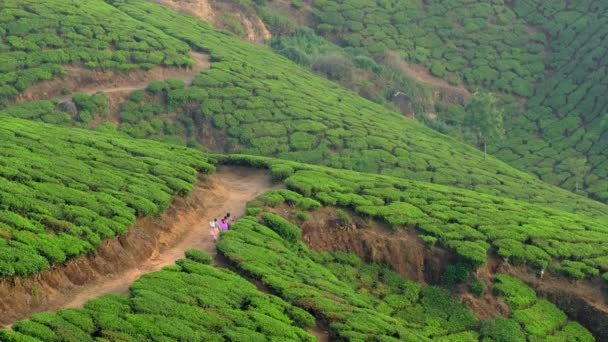 Munnar 'daki çay tarlaları, Kerala eyaleti, Hindistan. — Stok video