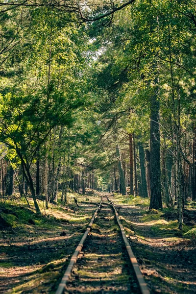Empty narrow gauge railroad through the green pine forest — Stock Photo, Image