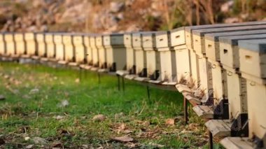 Türkiye 'de arılar arı kovanlarının etrafında ağır çekimde uçuyor