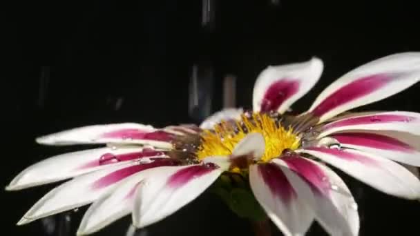 水滴缓缓地落在美丽的粉红色的白花上 — 图库视频影像