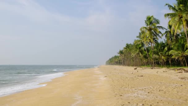 位于印度喀拉拉邦的一个长而空旷的热带海滩上，有椰子树 — 图库视频影像