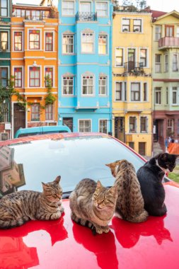 Eski Balat, İstanbul, Türkiye 'de arka planda renkli evleri olan sokak kedileri