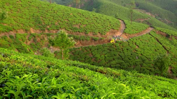 Плантации чая в Муннаре, штат Керала, Индия — стоковое видео
