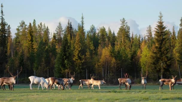 Troupeau de cerfs broutant sur le terrain pendant la saison des ornières en Laponie, au nord de la Finlande — Video