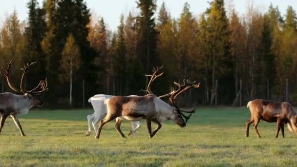 Troupeau de cerfs broutant sur le terrain pendant la saison des ornières en Laponie, au nord de la Finlande — Video