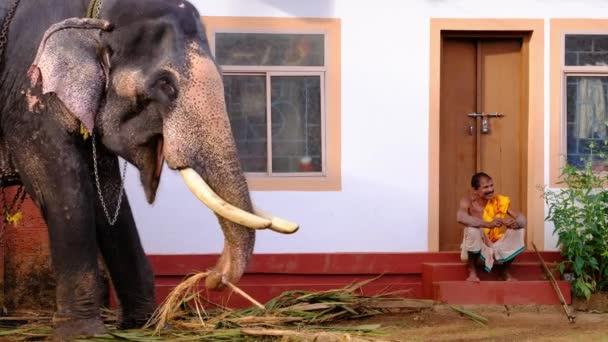 Hint tapınağı fili, Güney Hindistan 'ın Kerala eyaletindeki tanımlanamayan fil bakıcısının yanında yaprak yiyor.. — Stok video