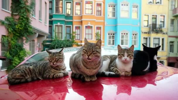 İstanbul 'un Balat kentinde arka planda renkli evleri olan sokak kedileri — Stok video