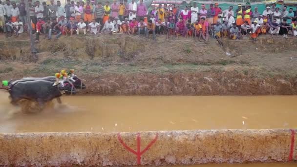 Hindistan, Karnataka eyaletindeki çeltik tarlalarında bufalo yarışı sporu. — Stok video