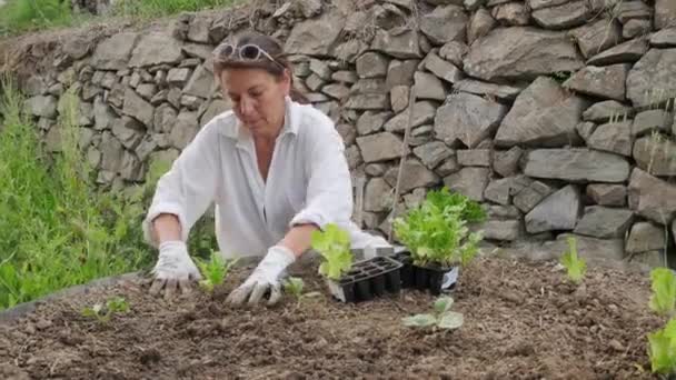 Fermier femelle plantant des salades vertes dans des parterres surélevés — Video