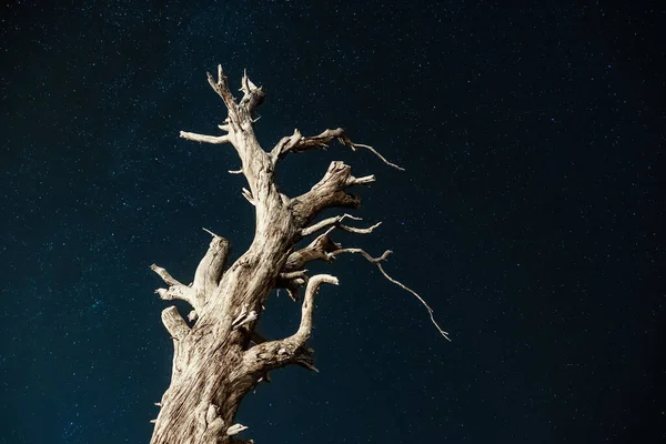 Tronco de árvore seca sob um céu noturno cheio de estrelas — Fotografia de Stock
