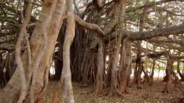 Hindistan 'da sabahın erken saatlerinde güzel banyan ağacı