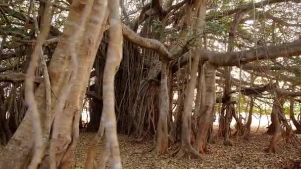 Bela árvore banyan no início da manhã na Índia — Vídeo de Stock