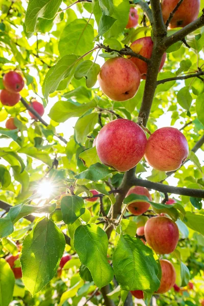 Elma ağacında kırmızı elmalar — Stok fotoğraf