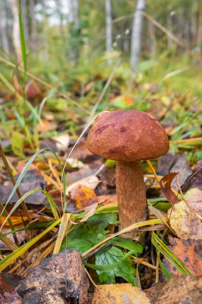 Foresta autunnale fungo mangiabile — Foto Stock