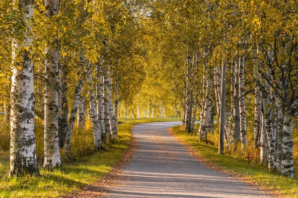 Narrow country road through alley of birch trees during autumn season. — Stock Photo, Image