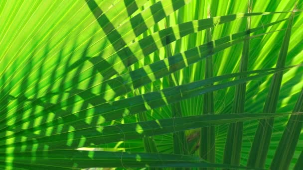 Sunlight on the palm leaf close-up — Stock Video