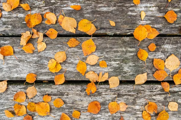 Autumn yellow leaves on wooden background — Stock Photo, Image